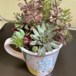 Homemade Real Succulents 