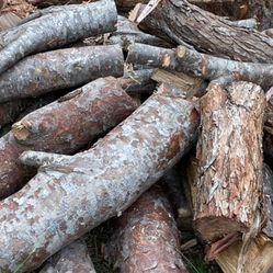 FREE Pine Tree Wood 🪵 (not Dry)
