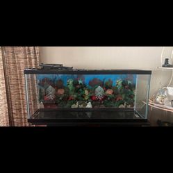 Fish Tank with furniture (50 gallon)