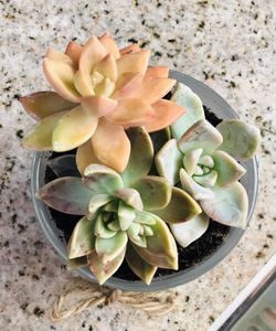 Succulents centerpiece