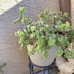 Portulacaria afra plants 