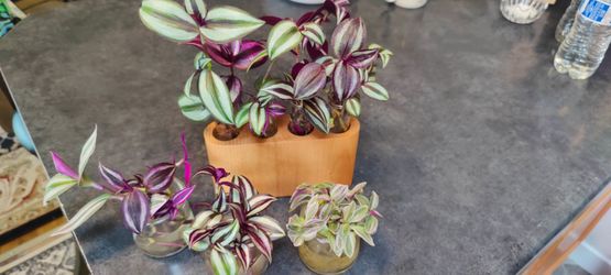 Beautiful Tradescantia Zebrina, Tradescantia Fluminensis and Tradescantia Nanouk ( read description)