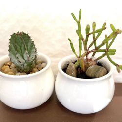 Cacti House Plants In Ceramic Pots 2"H .Both.