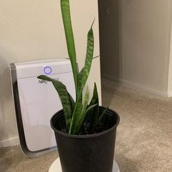 Snake Plant