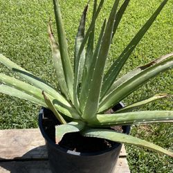 Sábila / Aloe Vera ( Aloe barbadensis 'miller')🪴 (3gl)