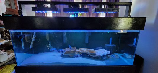 180 gallon fish tank