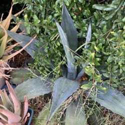 Agave /  Maguey   $ 10  /  $ 5 