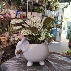 Calatheas Fishbone Indoor Plant 