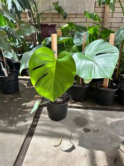 Monstera Plants