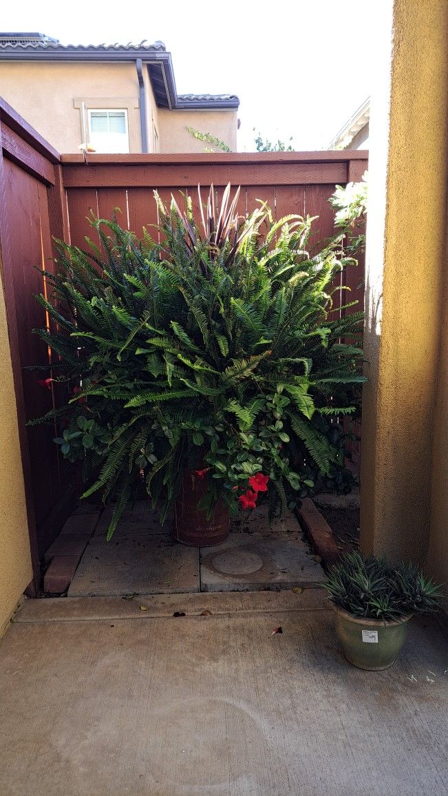 Outdoor Potted Plant 🪴 Beautiful Healthy, 4' Tall