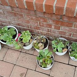 Plants For Sale $5.00