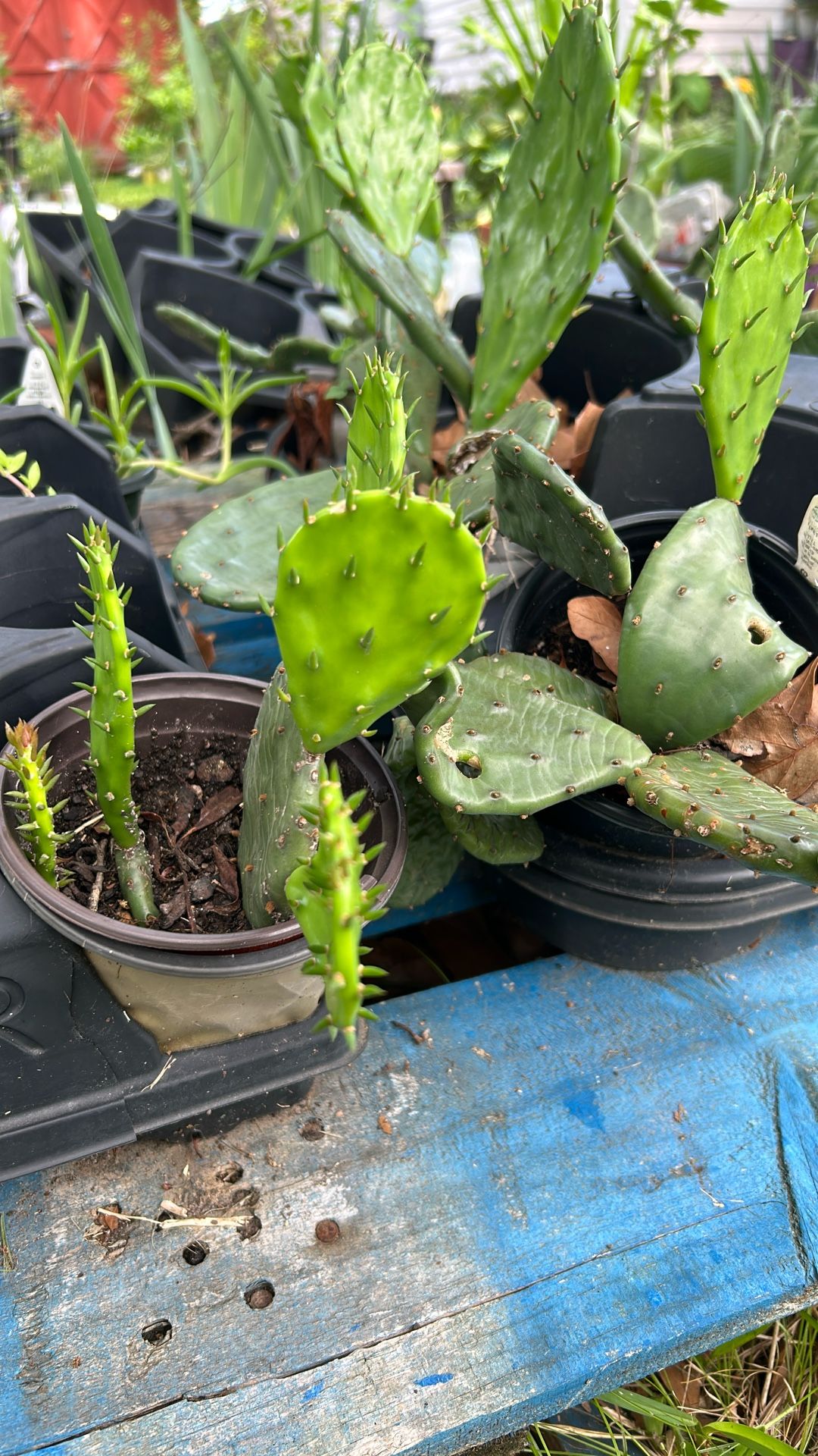 Plants 