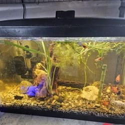 10 Gallon Frsh Water Plants Complete Aquarium Setup.