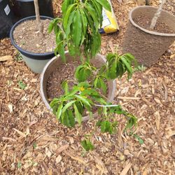 Ultra Dwarf Peach Tree
