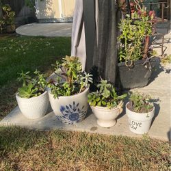 Beautiful Potted Succulents 