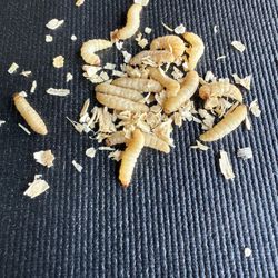 Live Wax Worms Fishing 🎣