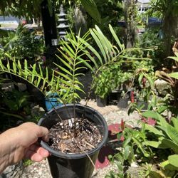 5” Coontie Plants, Atala Butterfly Host Plant-$10 Each