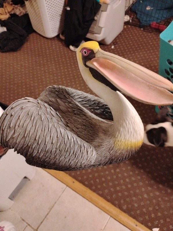 Brown Pelican