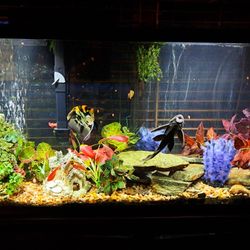 Fish Tank 75 Gal With Stand