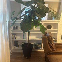 Large Fiddle-leaf Fig Tree