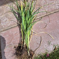 Iris flower bulbs' free