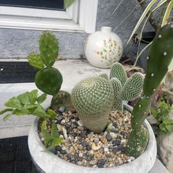 Plantero De Cactus