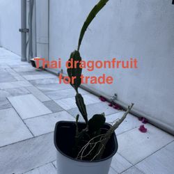 Fruit Plants For Trade