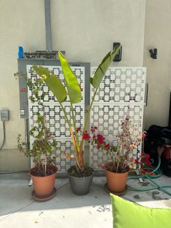 Privacy Screens