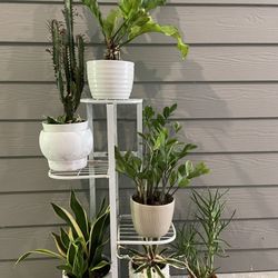 4-Tier plant Stand | Adjustable Base