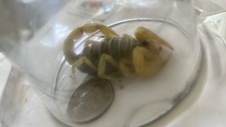 Pet scorpion