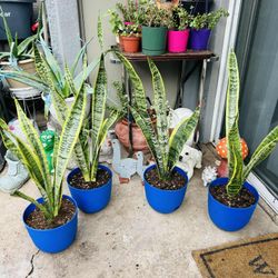 Snake Plants Houseplants Live Plants in Pot Home Decor 15 Each (Phoenix)