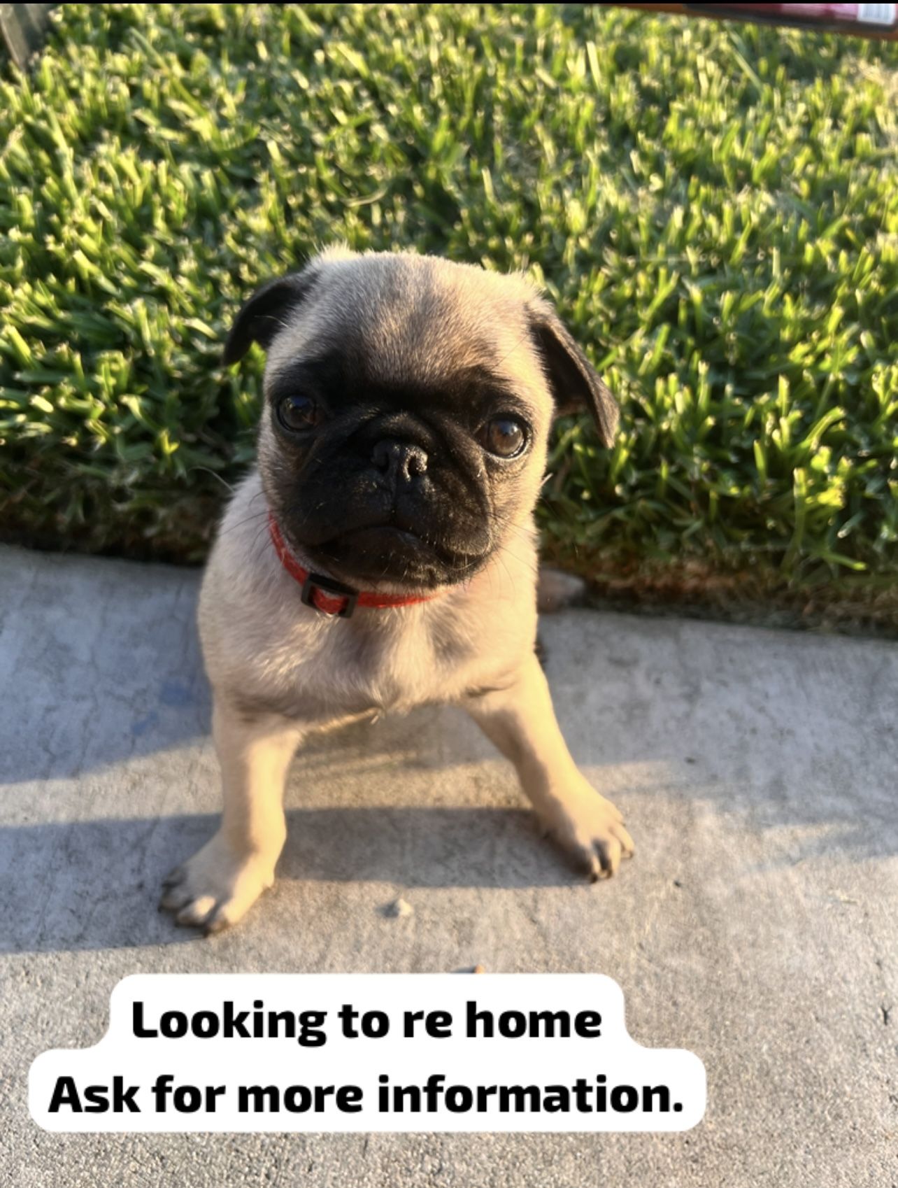 NIKE AIR JORDAN TRAINER COOL GREY