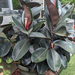 Giant Rubber Plant Ficus Elastiva