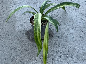 Anthurium vitaliflorum variegated