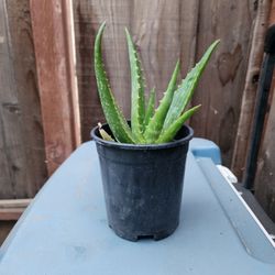 Aloe Vera 🪴 