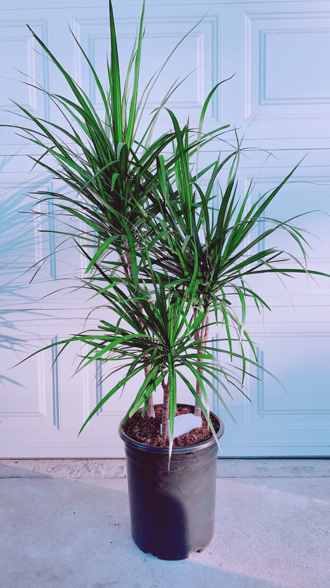 Real Red Edged Dracaena Marginata Plants - 4'5 Tall - House Plant