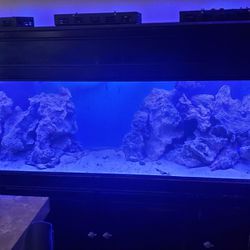 Aquarium  Fihs Tank 