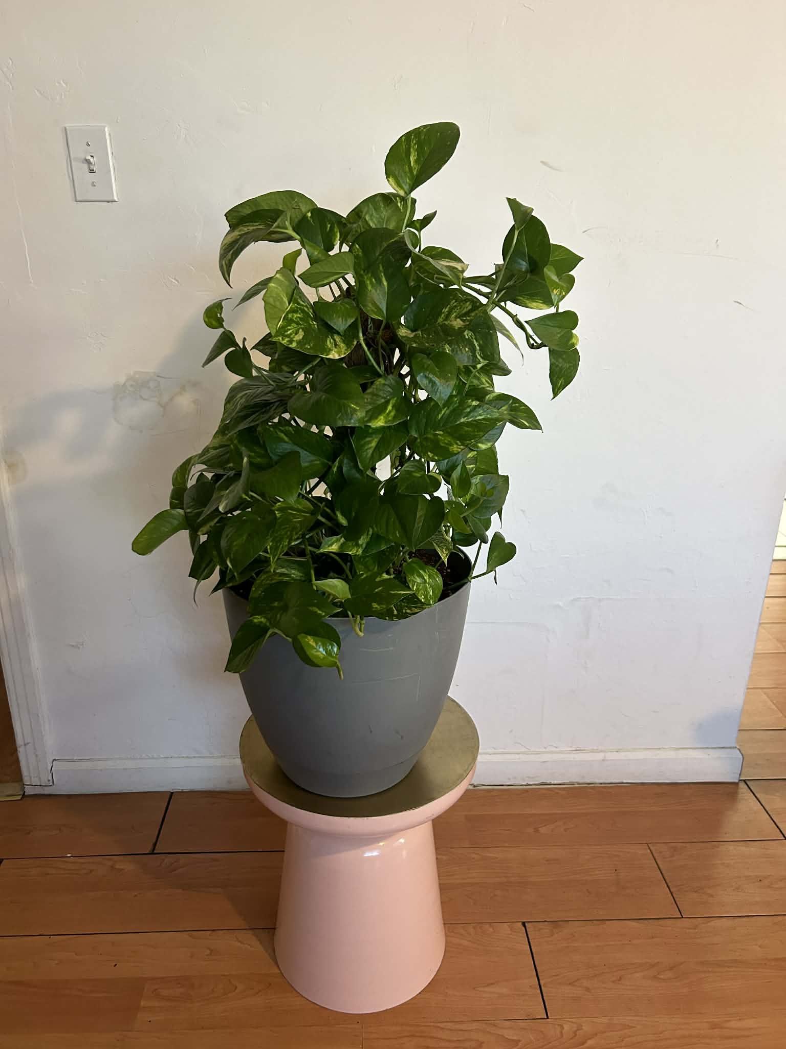 LARGE 3ft Houseplants Indoor Home Decor in Pot LIVE PLANTS 50 each (PHX)