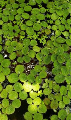 Salvinia Minima "Water spangles" Live plants 50+ Leaves