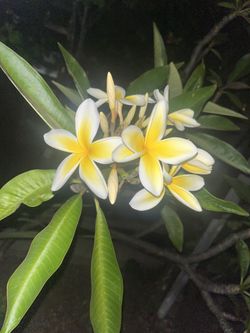 Rooted Plumeria Plants 