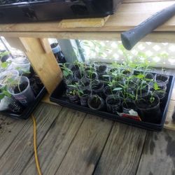 Marketmore Cucumber Plants For Sale Only $2
