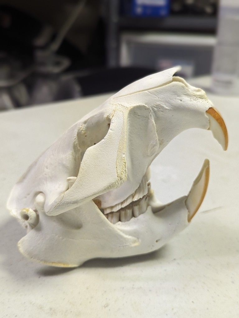 Beaver Skull 