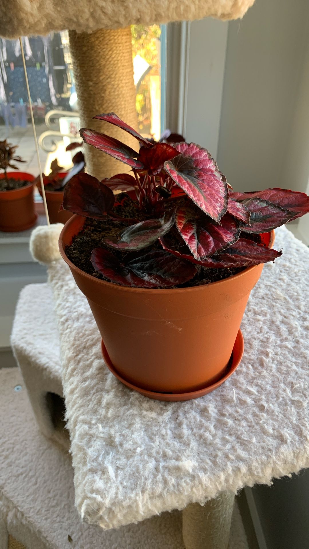 Red Begonia Starter House Plant
