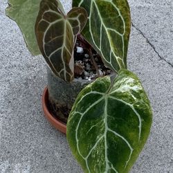 Anthurium Crystallinum Variegated 3 active growths