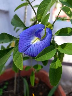 Blue butterfly pea (clitoria ternatea)