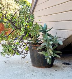 Multiple Succulents In Ceramic Pot