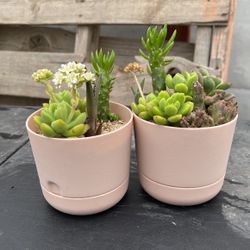 Potted Plants