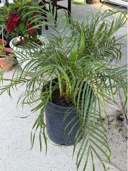 Phoenix roebelenii