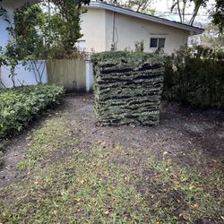 Palmetto Sod 