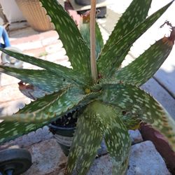 Aloe Vera Plant One Gallon 